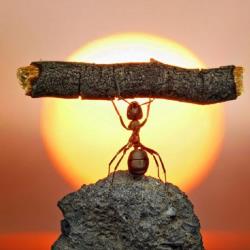 تولد دوباره